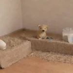 cuáles son los errores comunes al cuidar roedores nocturnos