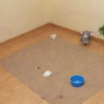 Con qué frecuencia debo limpiar la habitación de mis roedores