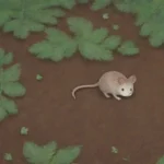 Hasta dónde llega el riesgo de infecciones en roedores
