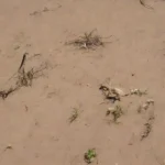 Cómo se ven afectadas las crías de roedores en hábitats degradados