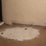 Pueden los roedores ser agresivos sin razón aparente siempre