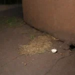La tiña es una preocupación en la salud de los roedores