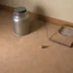Cuál es el impacto de la soledad en el sueño de los roedores