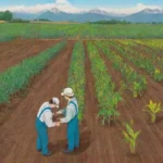 Qué opciones de tratamiento existen para los cultivos afectados