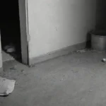 qué hacer ante la presencia de roedores nocturnos en tu hogar