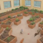 Qué cuidados necesitan los roedores en un entorno educativo