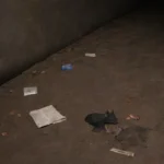 Son los ratones y ratas portadores de plagas peligrosas siempre