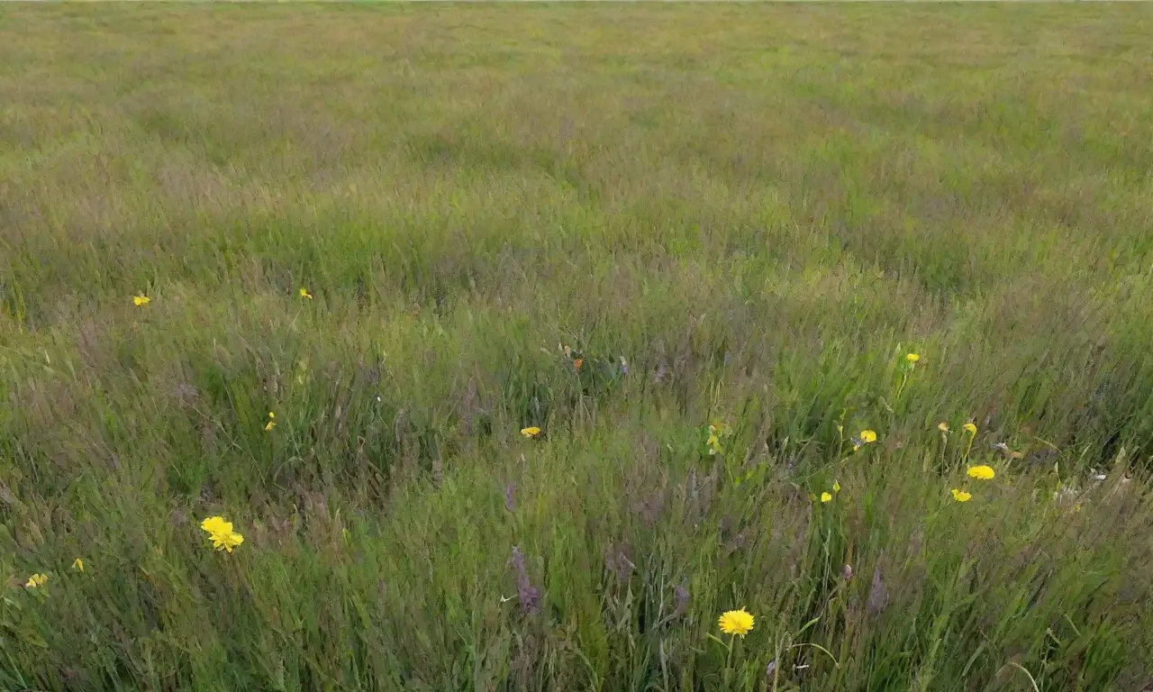 Un paisaje sereno de heno verde, flores silvestres y suaves colinas bajo un cálido sol