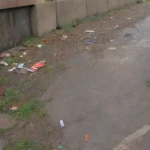 Realmente los roedores son siempre responsables de la contaminación